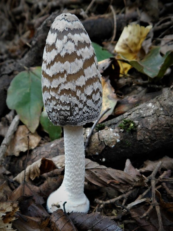 hnojník strakatý Coprinopsis picacea (Bull.) Redhead, Vilgalys & Moncalvo