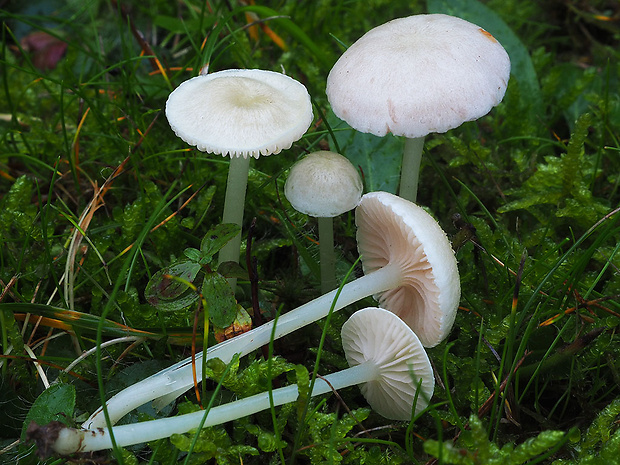 hodvábnica Entoloma sericellum (Fr.) P. Kumm.