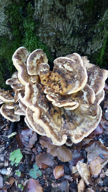 trsovnica lupeňovitá Grifola frondosa? (Dicks.) Gray