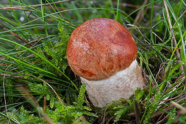 kozák dubový Leccinum aurantiacum (Bull.) Gray