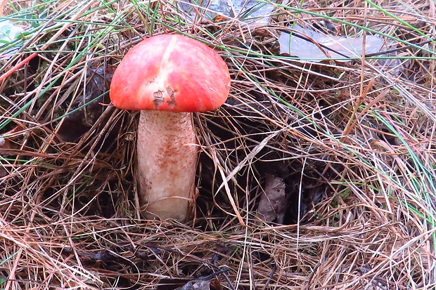 kozák dubový Leccinum aurantiacum (Bull.) Gray