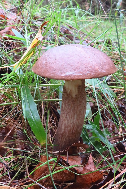 kozák brezový Leccinum scabrum (Bull.) Gray