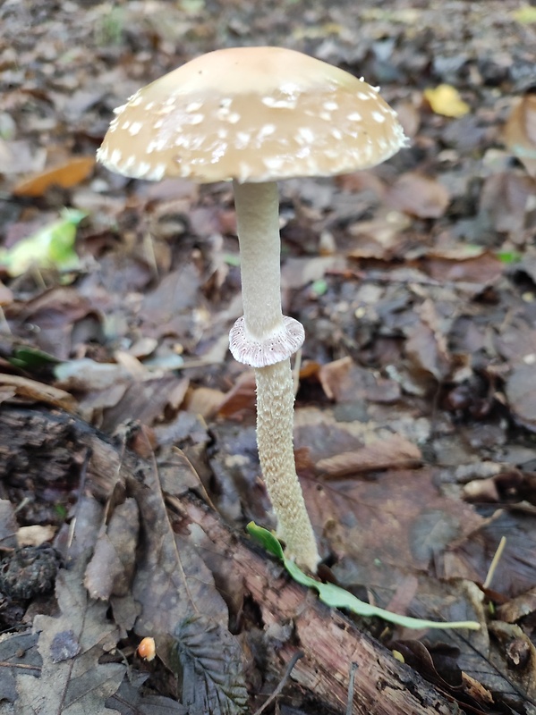 golierovka šupinkatá Leratiomyces squamosus var. squamosus (Pers.) Bridge & Spooner