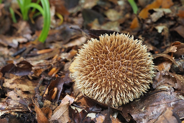 prášnica pichliačová Lycoperdon echinatum Pers.