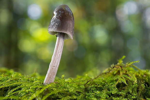 prilbička ryhovaná Mycena polygramma (Bull.) Gray