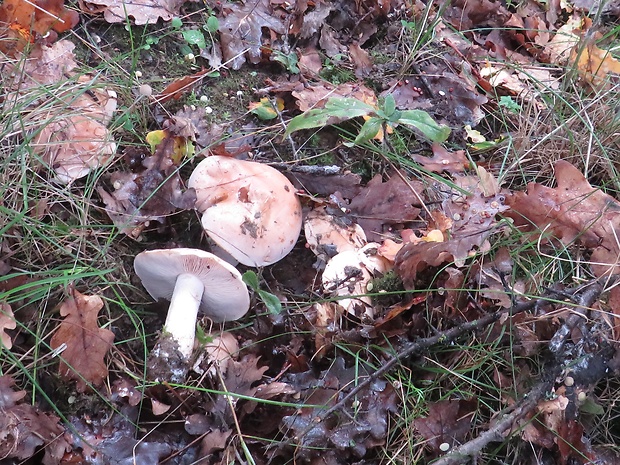 čírovka topoľová Tricholoma populinum J.E. Lange