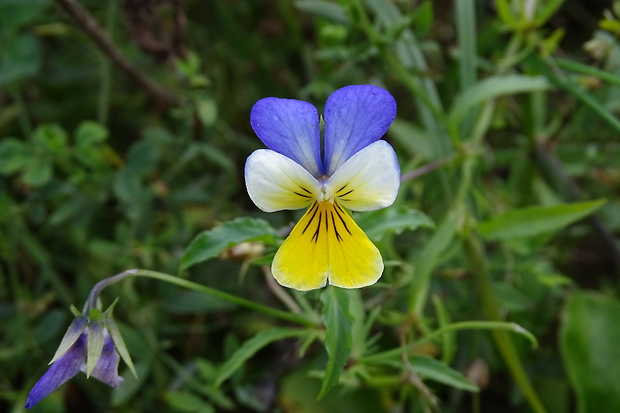 fialka trojfarebná Viola tricolor L. emend. F. W. Schmidt