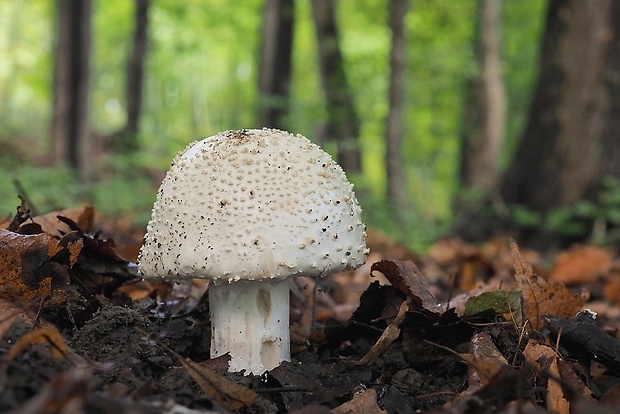 muchotrávka ostnatá Amanita echinocephala (Vittad.) Quél.