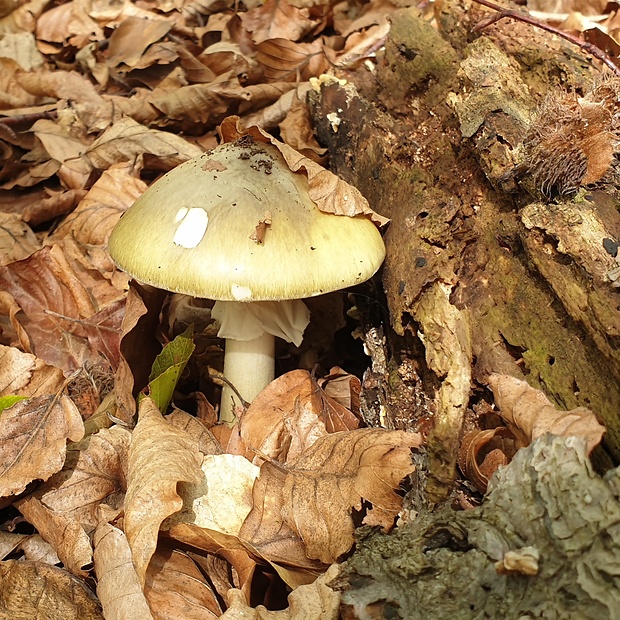 muchotrávka zelená Amanita phalloides (Vaill. ex Fr.) Link