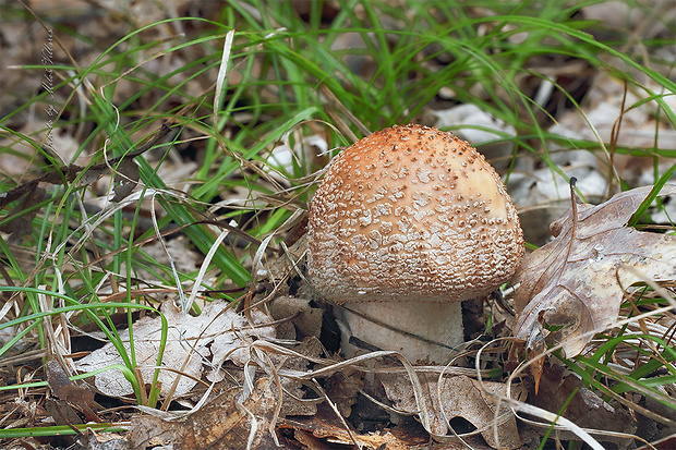 muchotrávka červenkastá Amanita rubescens Pers.