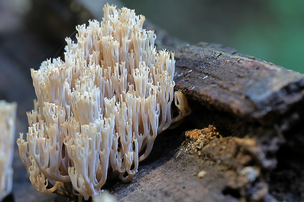 korunovec svietnikovitý Artomyces pyxidatus (Pers.) Jülich