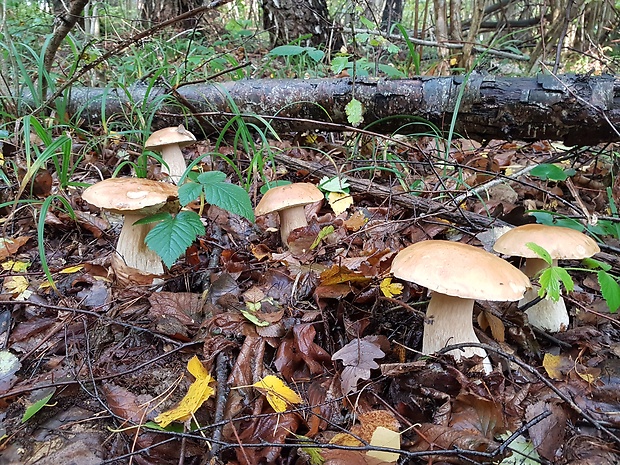 hríb smrekový Boletus edulis Bull.