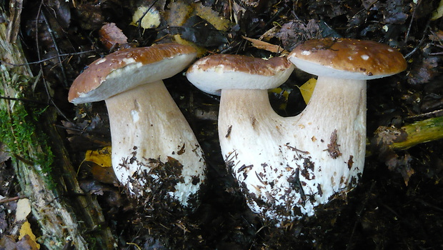 hríb smrekový Boletus edulis Bull.