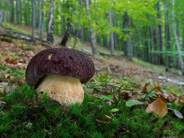 hríb sosnový Boletus pinophilus Pil. et Dermek in Pil.