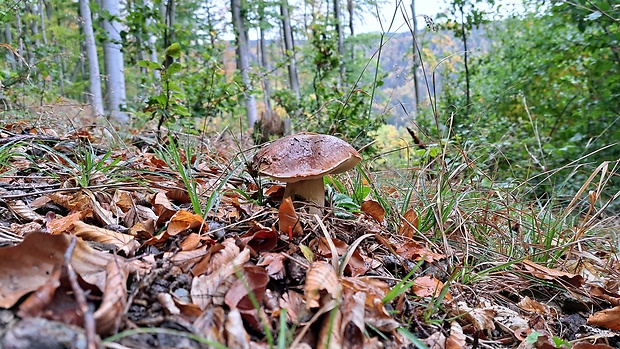 hríb dubový Boletus reticulatus Schaeff.