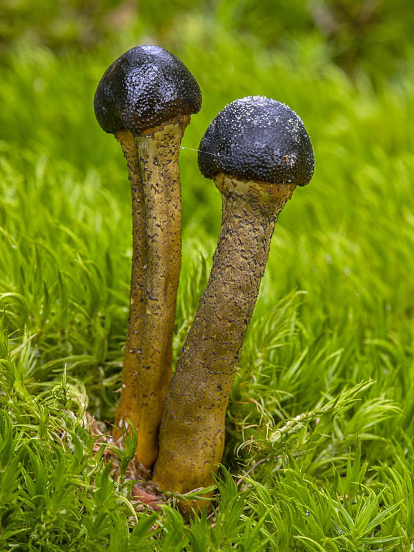 žezlovka Cordyceps sp.