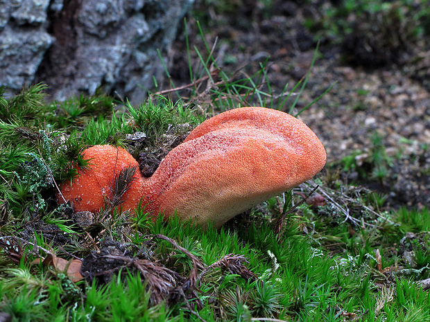 pečeňovec dubový Fistulina hepatica (Schaeff.) With.