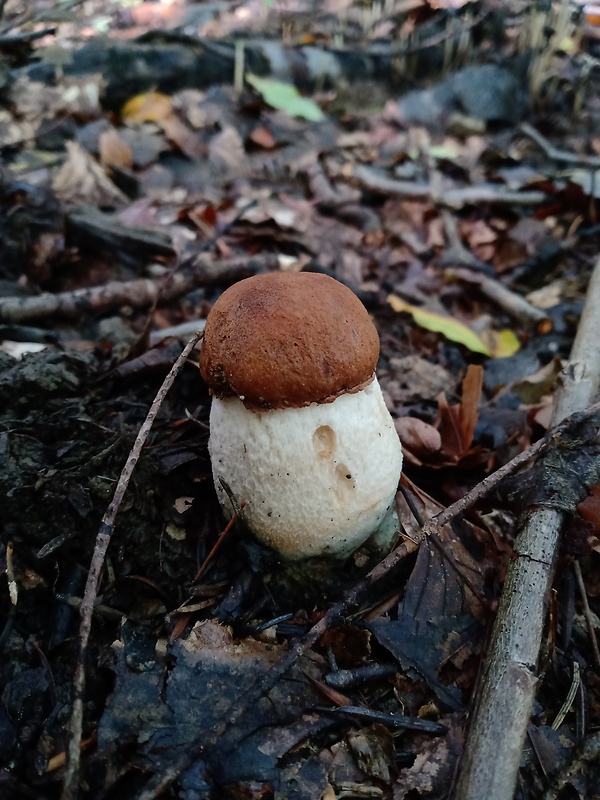 kozák osikový Leccinum albostipitatum den Bakker & Noordel.