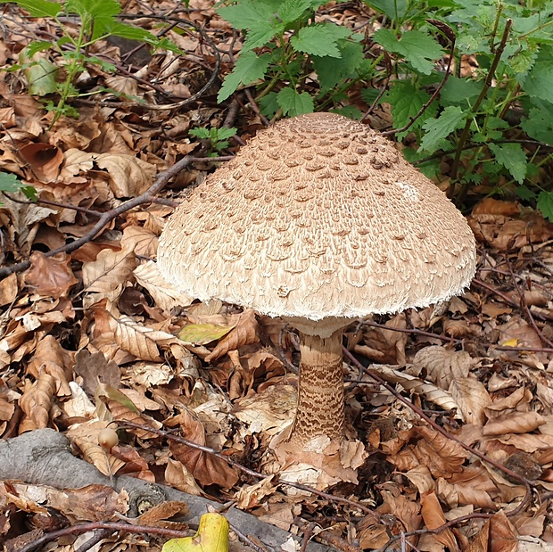 bedľa vysoká Macrolepiota procera (Scop.) Singer