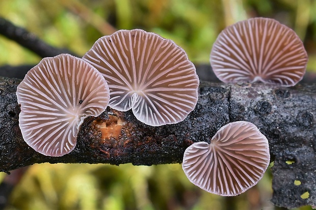 pňovka fialovohnedá Panellus violaceofulvus (Batsch) Singer