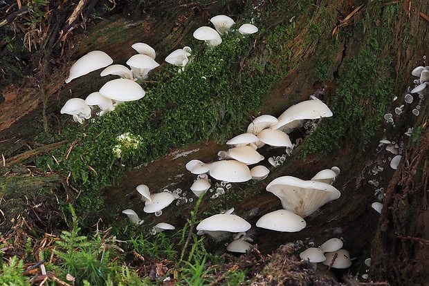 hlivuľa uškatá Pleurocybella porrigens (Pers.) Singer