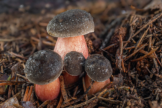 suchohríb zamatový Xerocomellus pruinatus (Fr.) Šutara