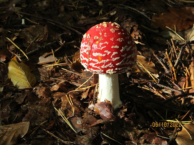 muchotrávka červená Amanita muscaria (L.) Lam.