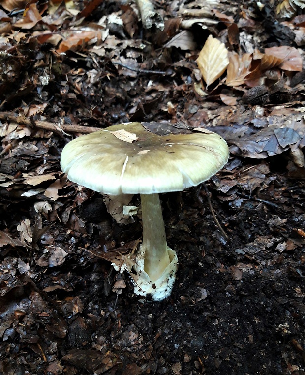 muchotrávka zelená Amanita phalloides (Vaill. ex Fr.) Link