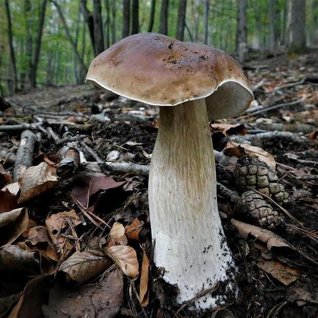 hríb smrekový Boletus edulis Bull.