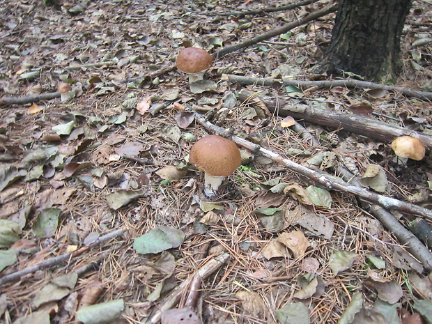 hríb smrekový Boletus edulis Bull.