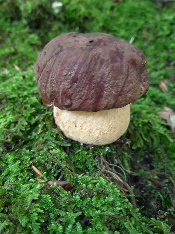 hríb sosnový Boletus pinophilus Pil. et Dermek in Pil.