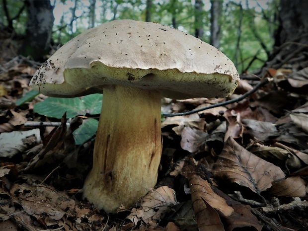 hríb príveskatý Butyriboletus appendiculatus (Schaeff. ex Fr.) Secr.