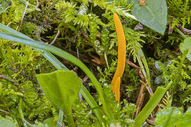 pakonárovka žltooranžová Clavulinopsis cf helvola (Pers.) Corner