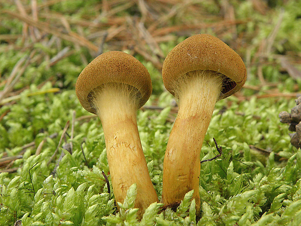 pavučinovec plyšový Cortinarius orellanus Fr.