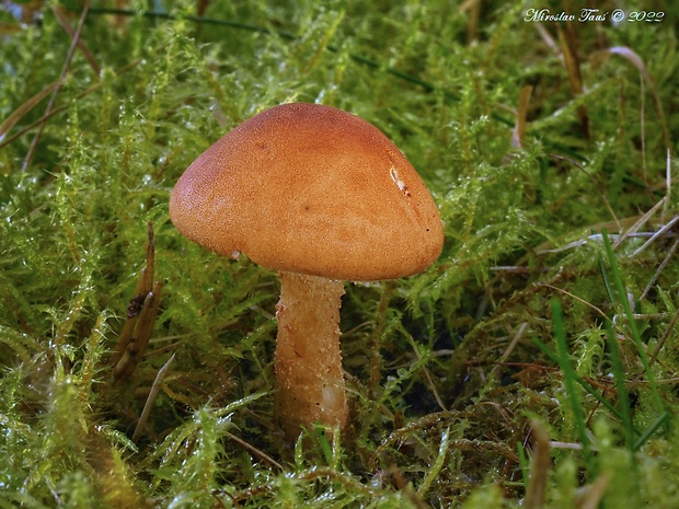 zrnivka rumelková Cystodermella cinnabarina (Alb. & Schwein.) Harmaja