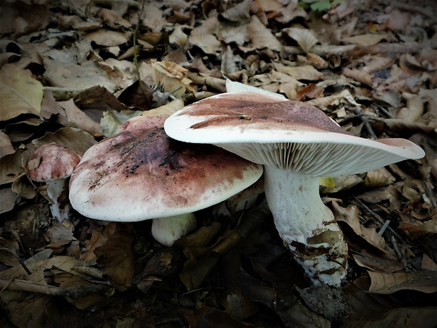 šťavnačka plávkovitá Hygrophorus russula (Schaeff.) Kauffman