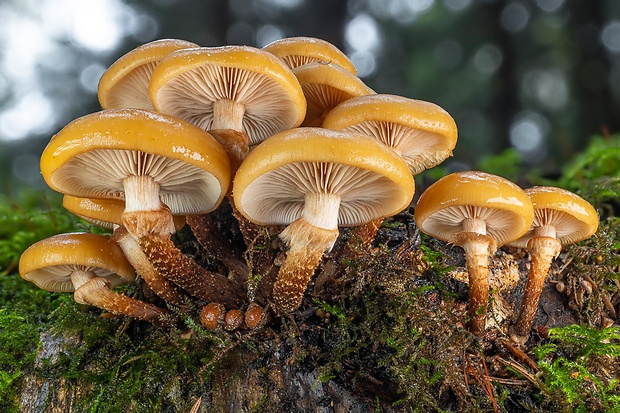 šupinačka menlivá Kuehneromyces mutabilis (Schaeff.) Singer & A.H. Sm.