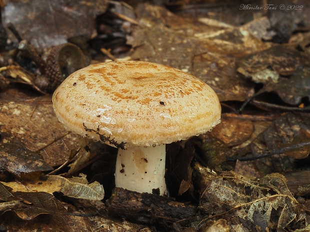 rýdzik žltomliečny Lactarius chrysorrheus Fr.