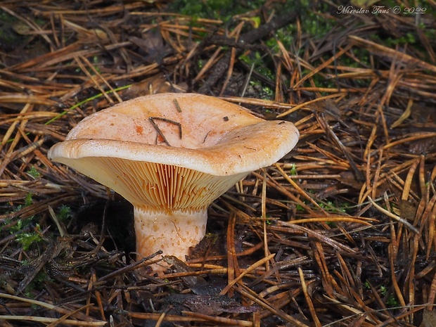 rýdzik pravý Lactarius deliciosus (L.) Gray