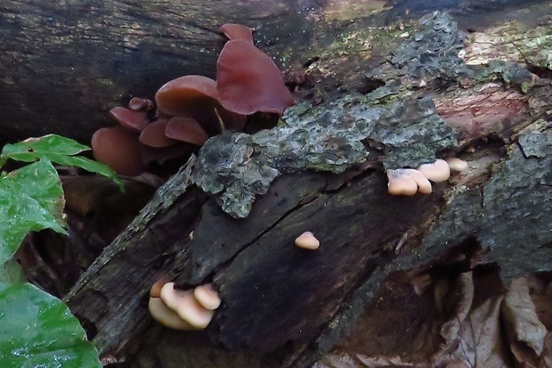 húževnatček medvedí Lentinellus ursinus (Fr.) Kühner