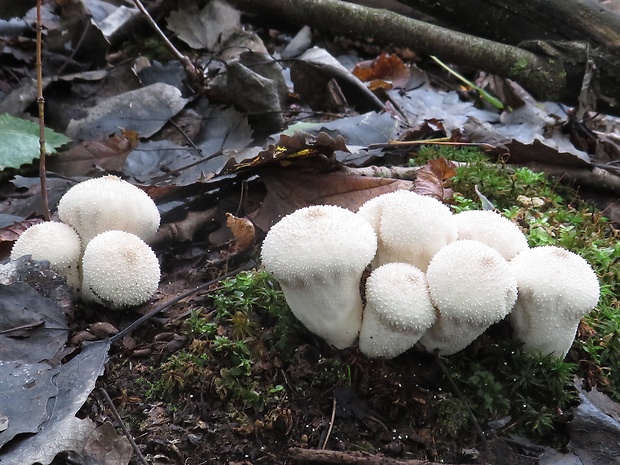 prášnica bradavičnatá Lycoperdon perlatum Pers.