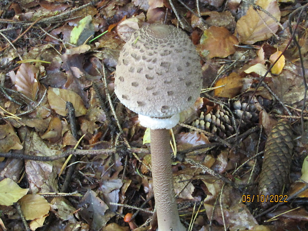 bedľa vysoká Macrolepiota procera (Scop.) Singer