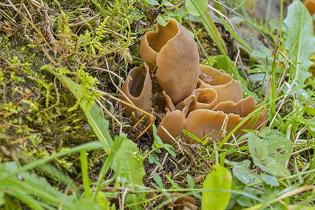 uško Otidea adorniae Agnello, M.Carbone & P.Alvarado