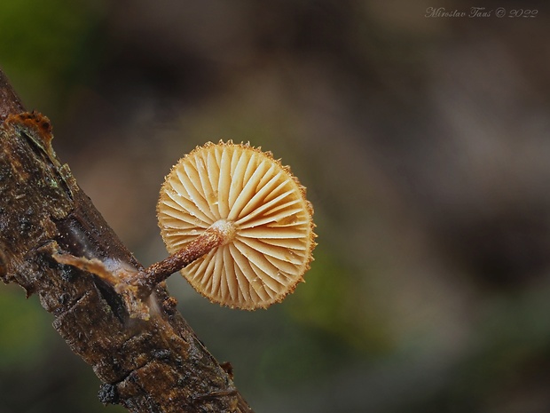 šupináčik obyčajný Phaeomarasmius erinaceus (Fr.) Scherff. ex Romagn.