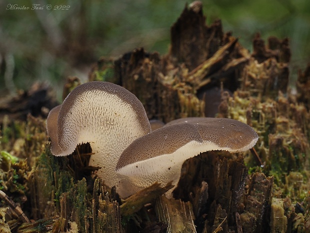 pajelenka želatínová Pseudohydnum gelatinosum (Scop.) P. Karst.