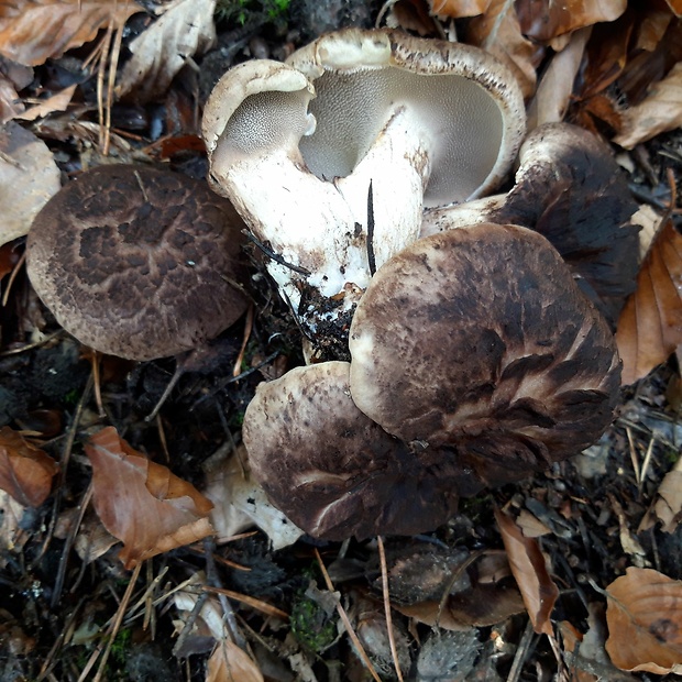 jelenkovec škridlicovitý Sarcodon imbricatus (L.) P. Karst.