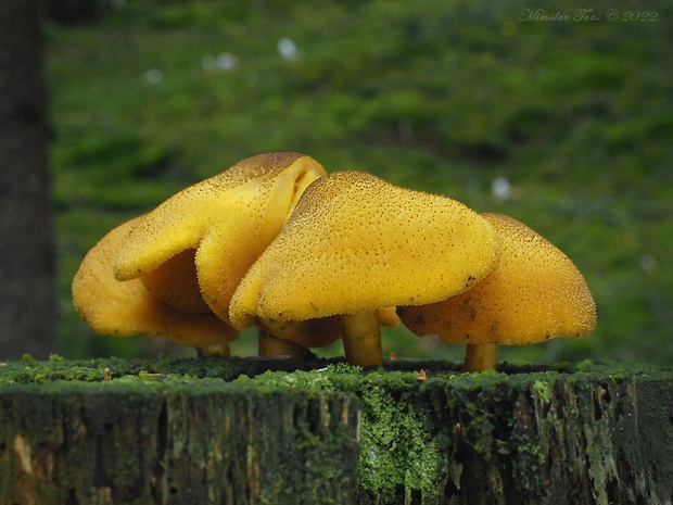 čírovec ozdobný Tricholomopsis decora (Fr.) Singer