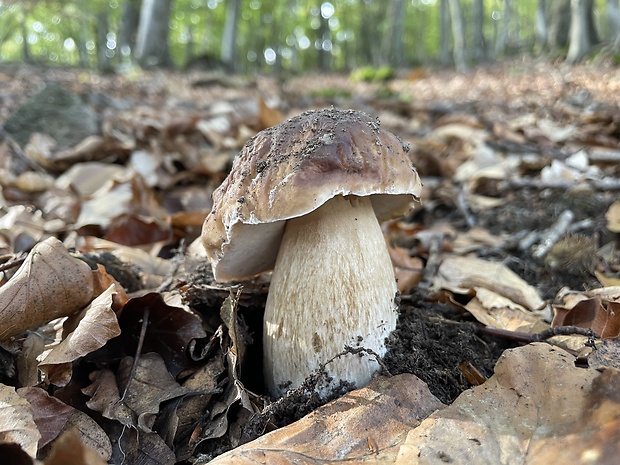 hríb smrekový Boletus edulis Bull.