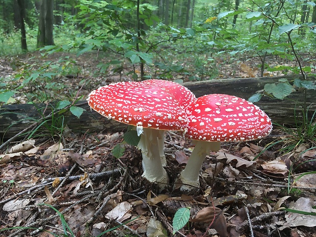 muchotrávka červená Amanita muscaria (L.) Lam.