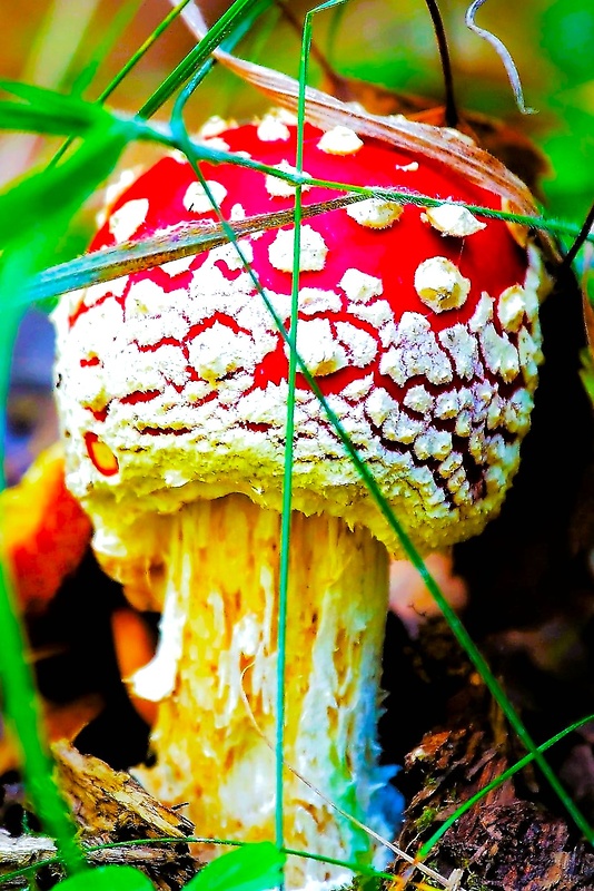 muchotrávka červená Amanita muscaria (L.) Lam.